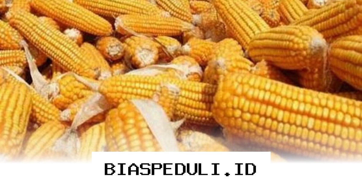 Mengapa Impor Jagung 100 Ribu Ton dari AS Justru Bisa Untungkan Petani Lokal?