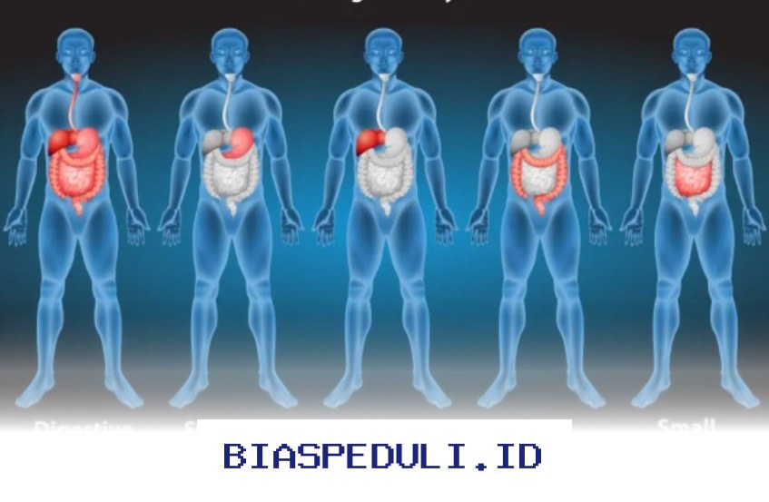 Penemuan Anatomi Tubuh Manusia oleh Ibnu Sina yang Mengagumkan!